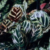 calathea_makoiana1