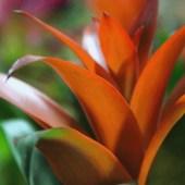 guzmania